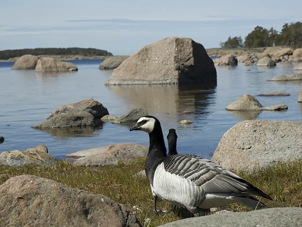 Valkoposkihanhi, Barnacle Goose, Branta leucopsis